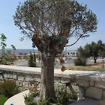 Eritrina Hotel 2*